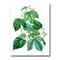 Designart - Vintage Green Leaves Plants III - Traditional Canvas Wall Art Print